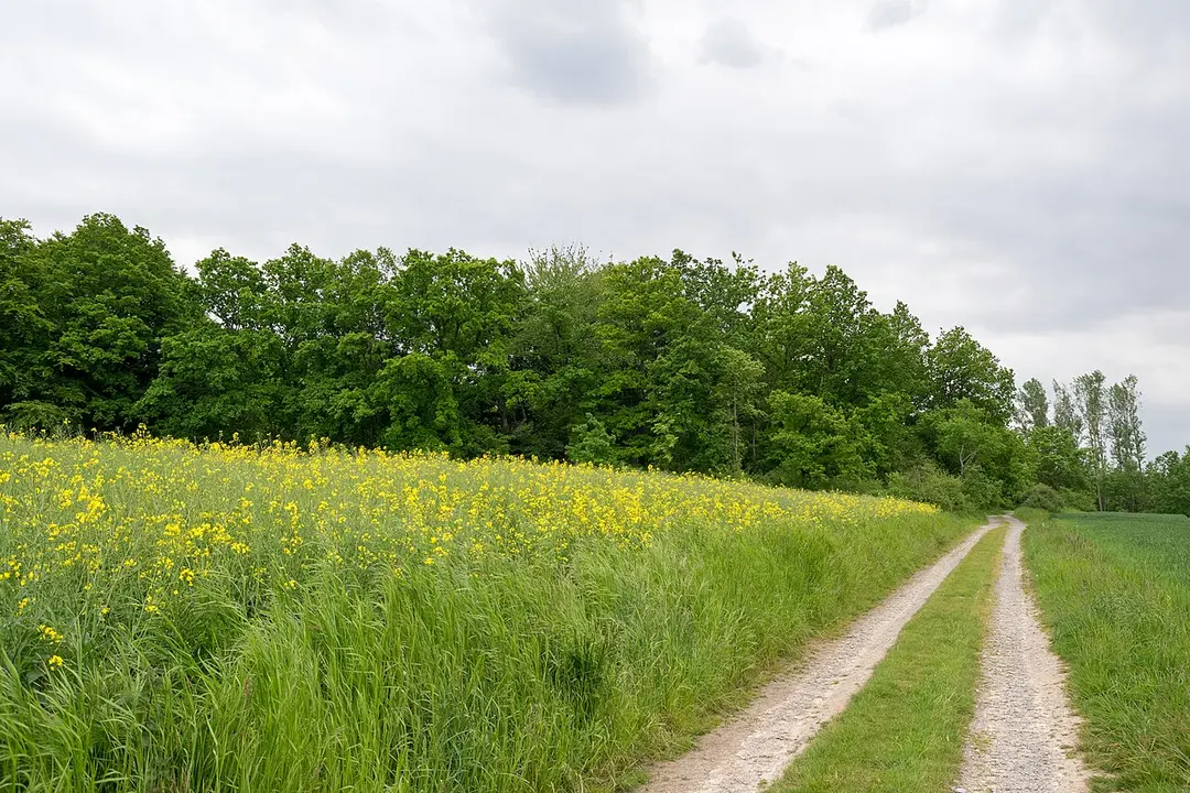 Teich bei Wöbbel
