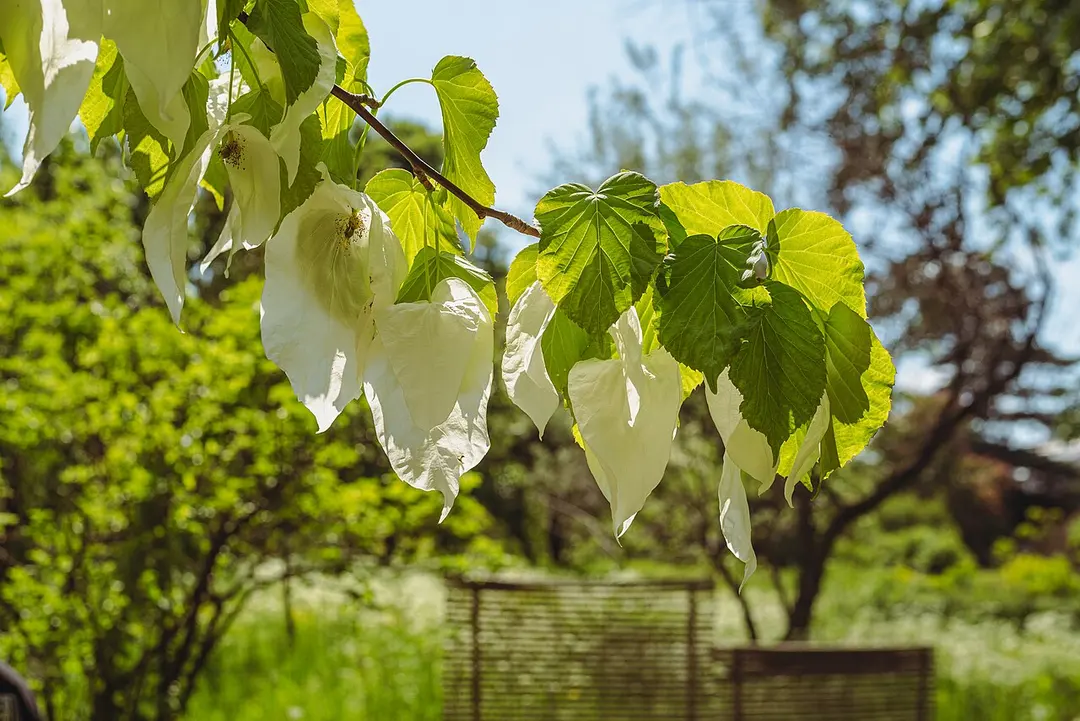 Botanischer Garten der Universität Wien