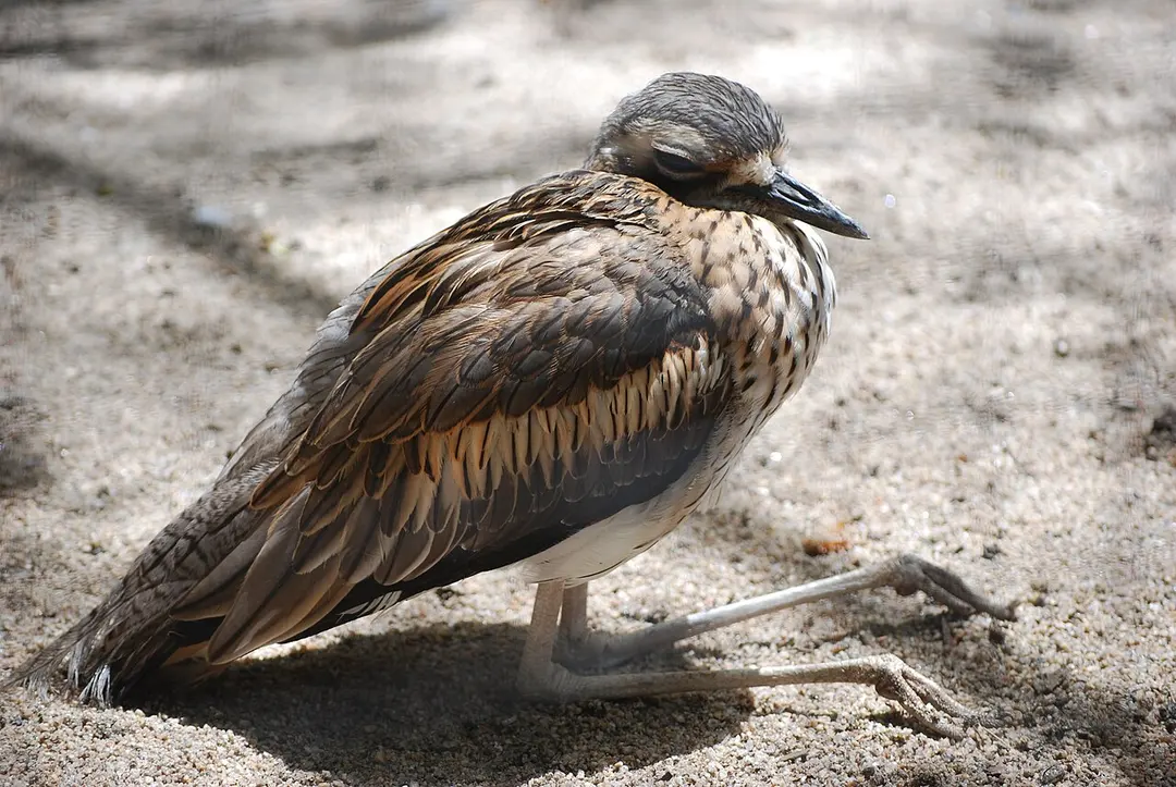 Alma Park Zoo