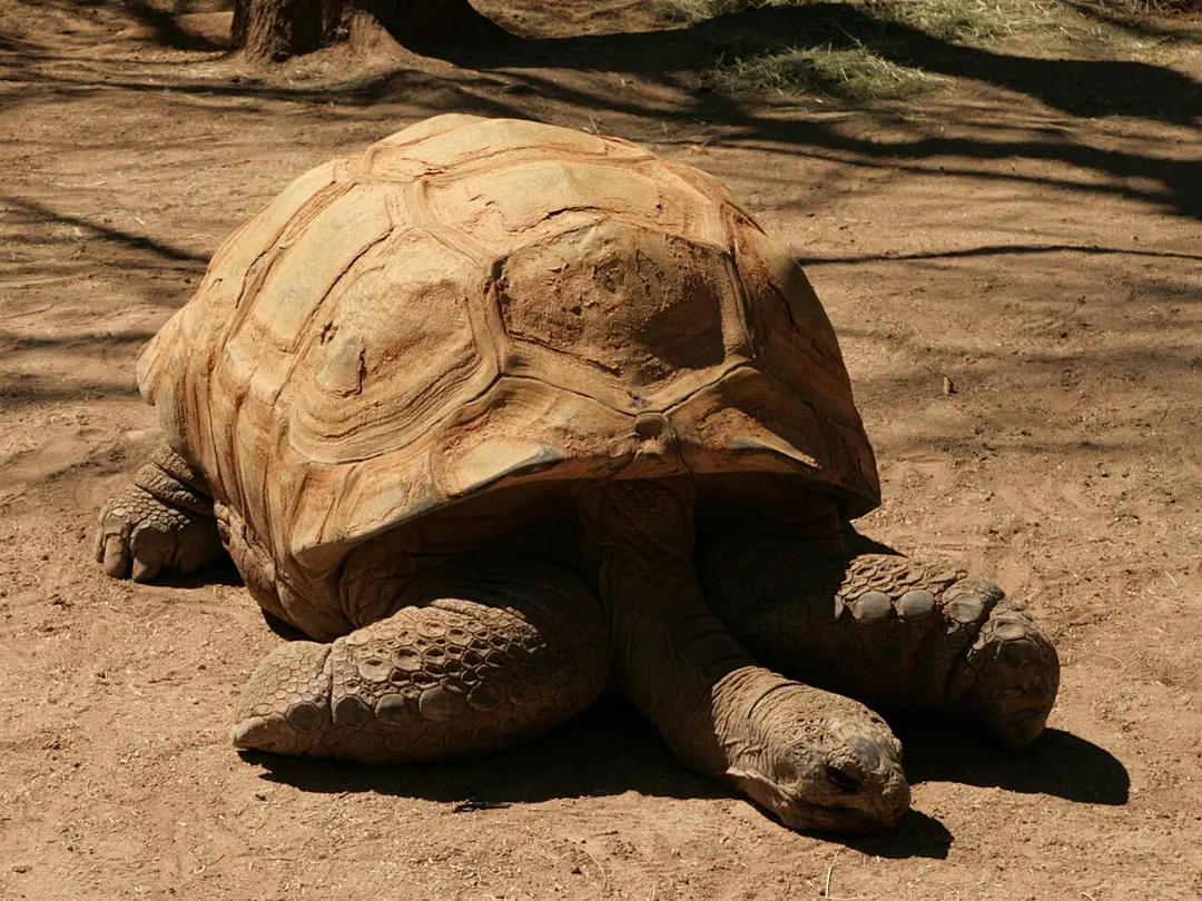 Reid Park Zoo