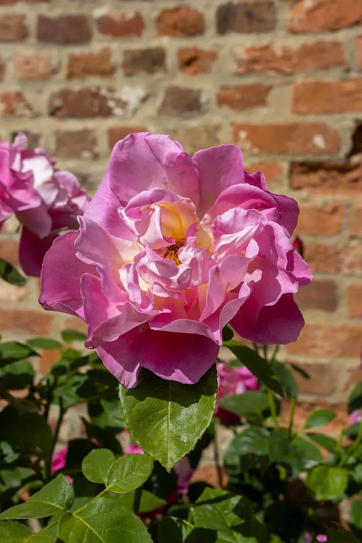 Chiltern Open Air Museum