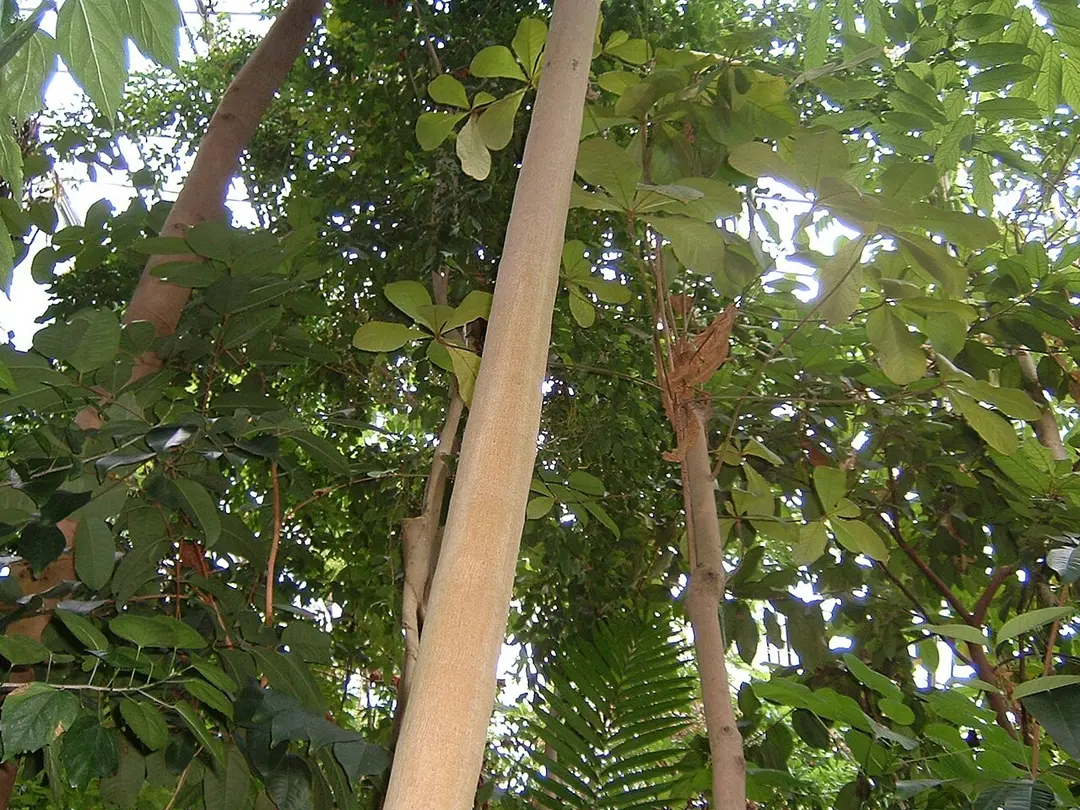 Botanical Garden