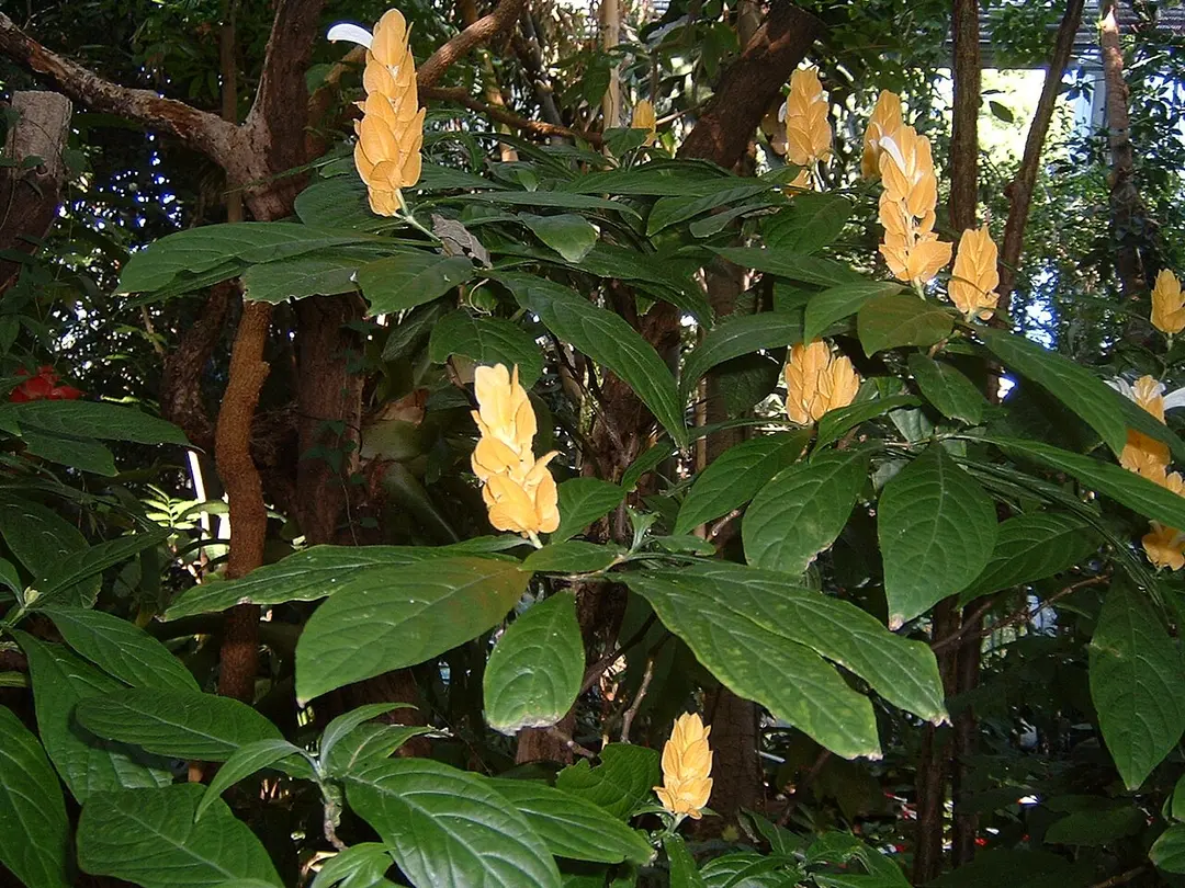 Botanical Garden