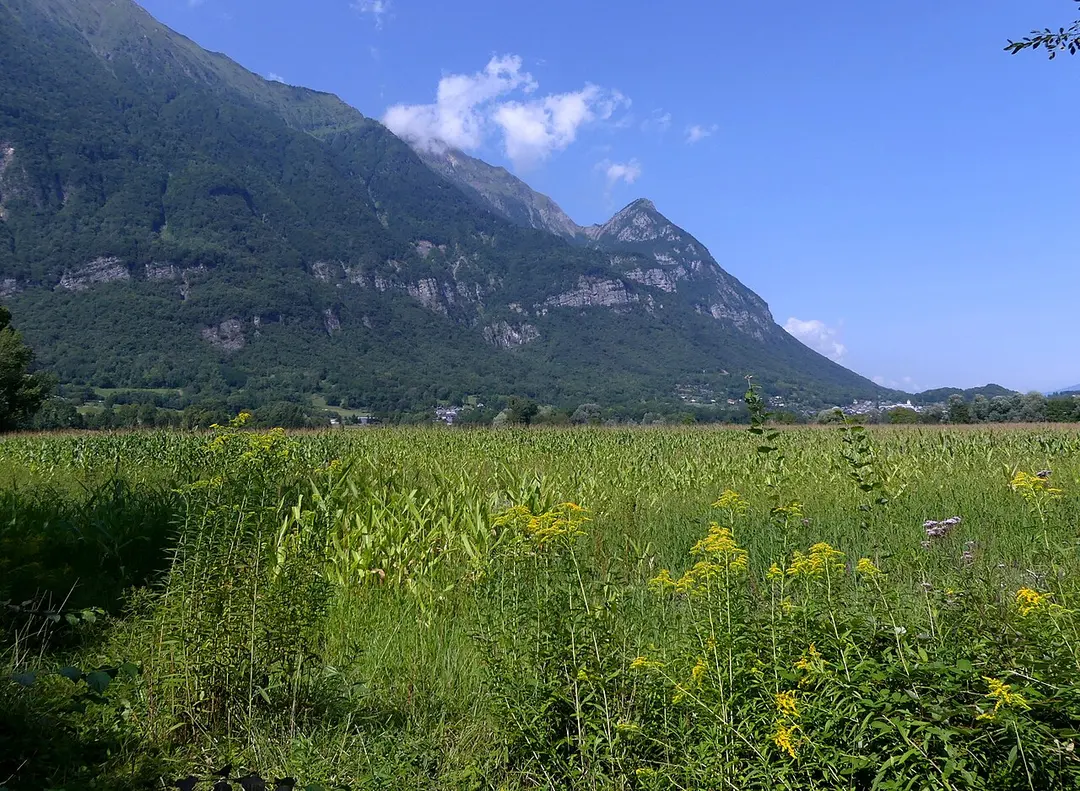 Roche Torse