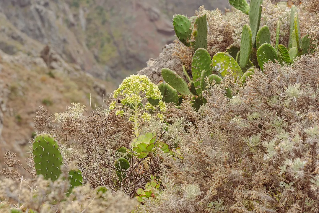 Roque de Taborno