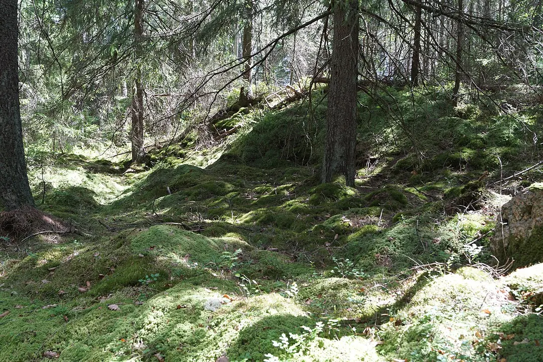 Skårs naturreservat