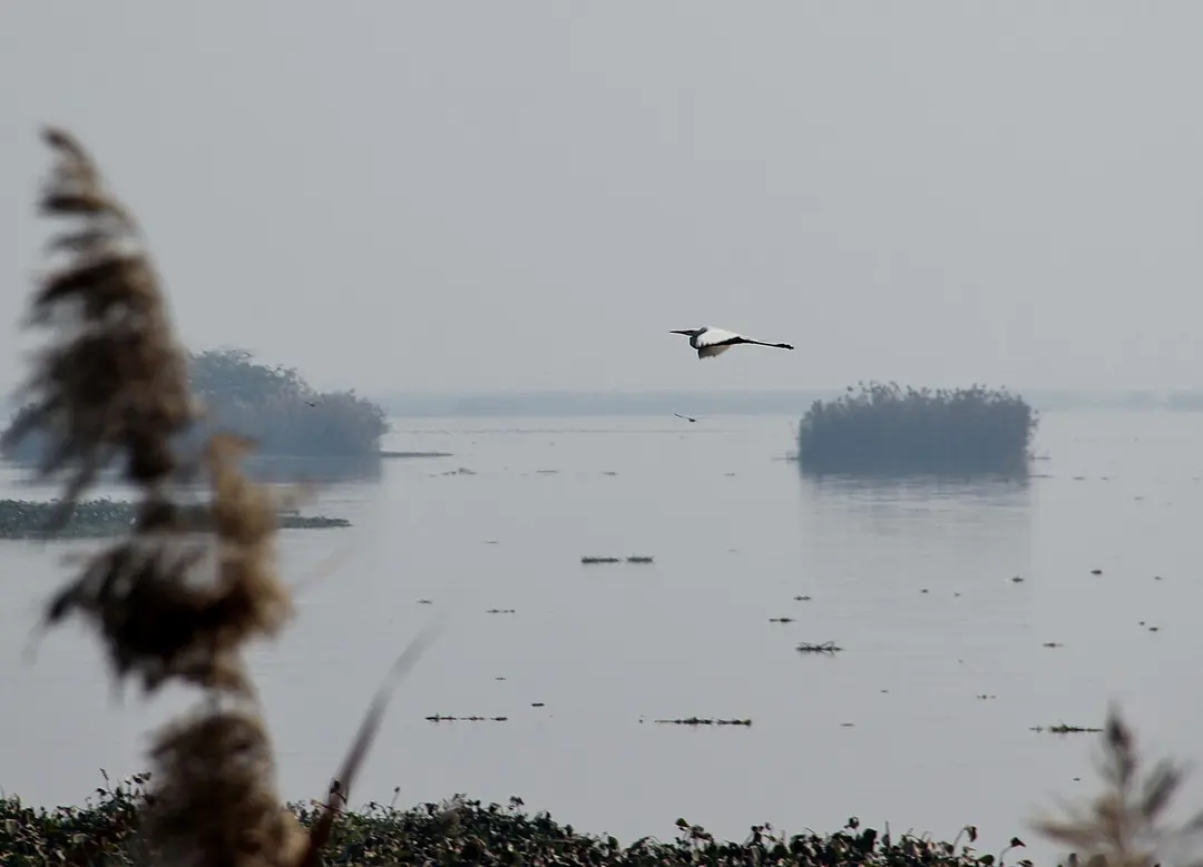 Harike Wetland