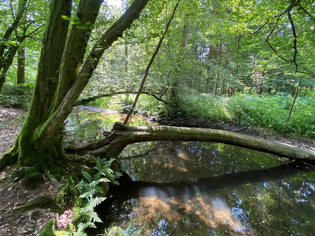 Wupperaue bei Gogarten