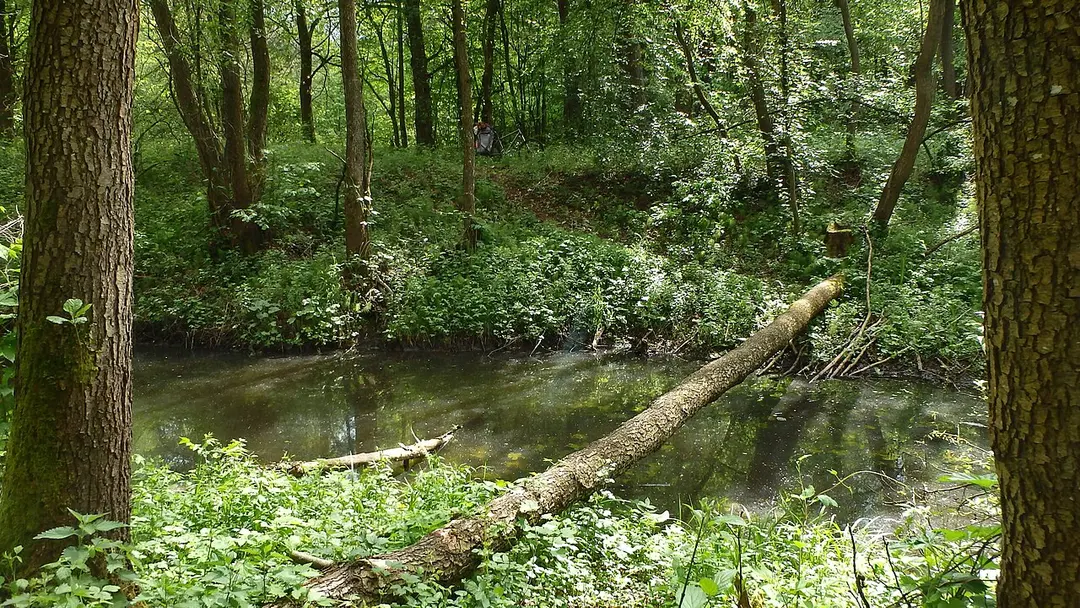 Plišča