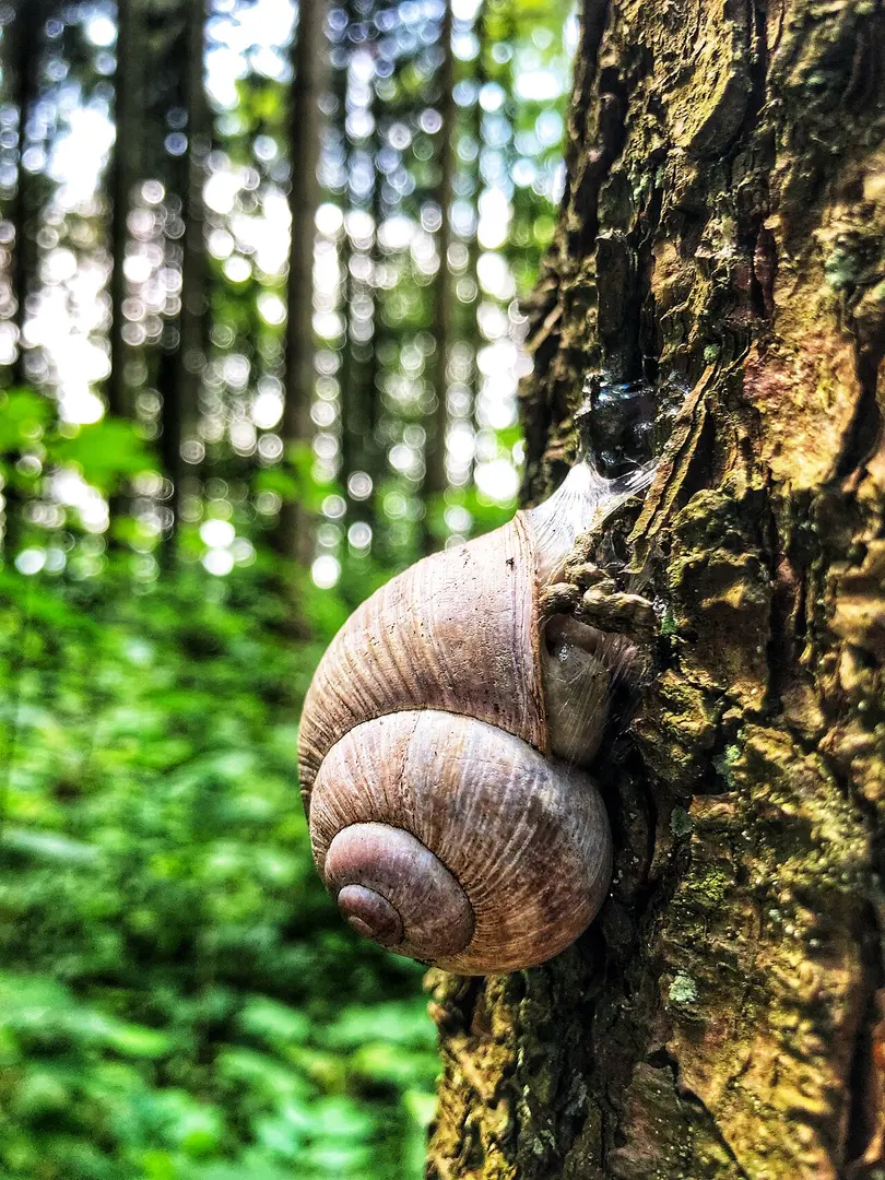 Bolligen