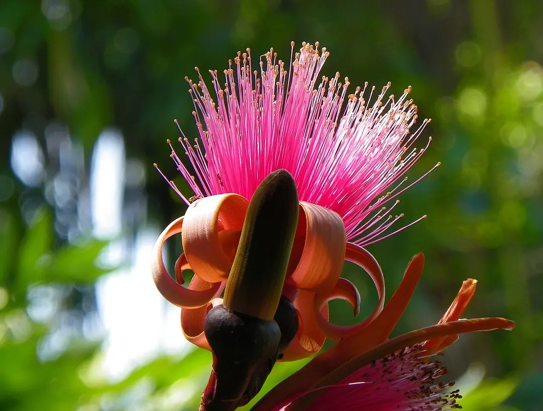 Harry P. Leu Gardens