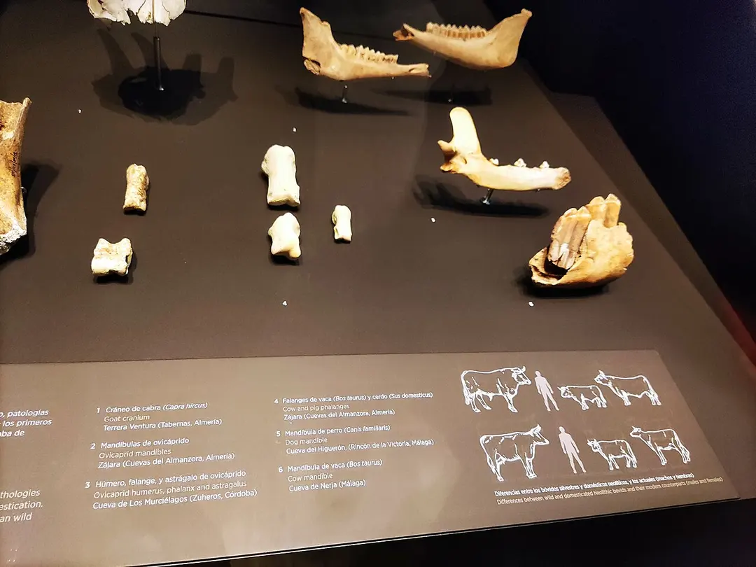 National Museum of Archaeology