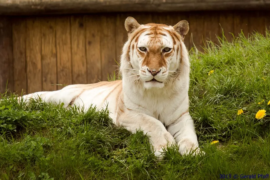 Erlebnis & Tigerpark Dassow