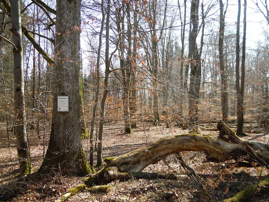 Eisenbachhain
