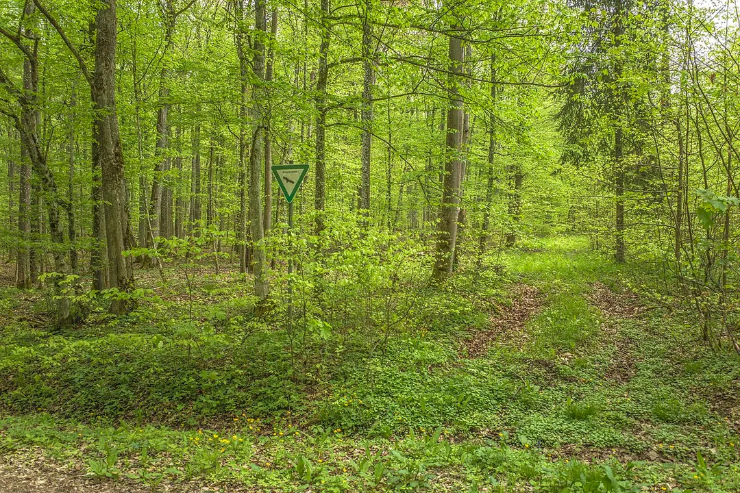 Naturwaldreservat Wildacker