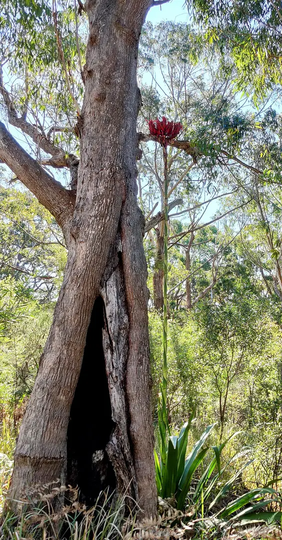 Garawarra State Conservation Area