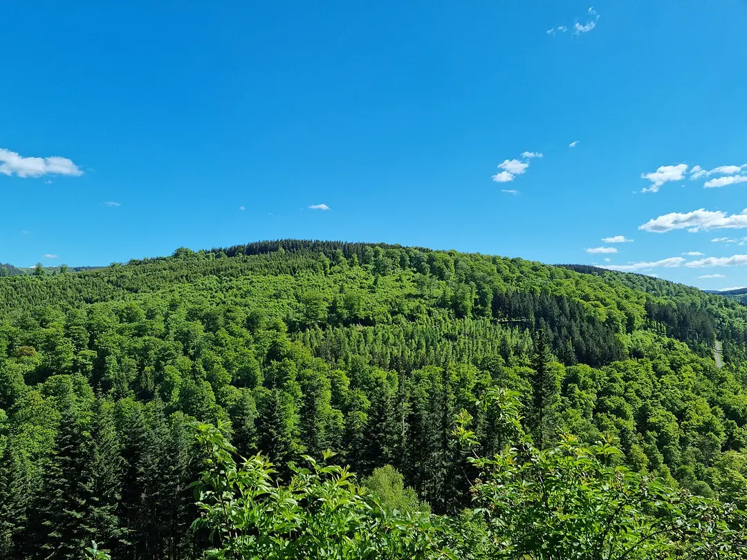 Rehkopf
