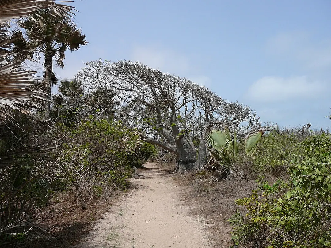 Bijilo Forest Park
