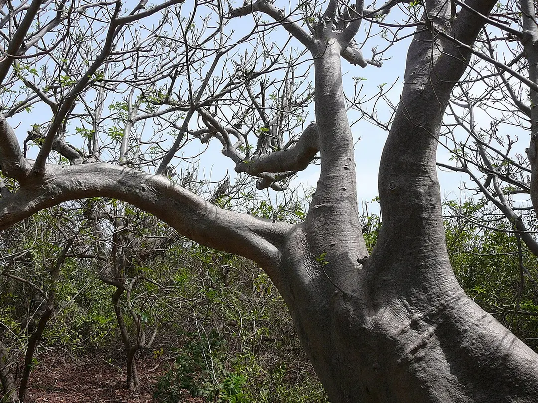Bijilo Forest Park