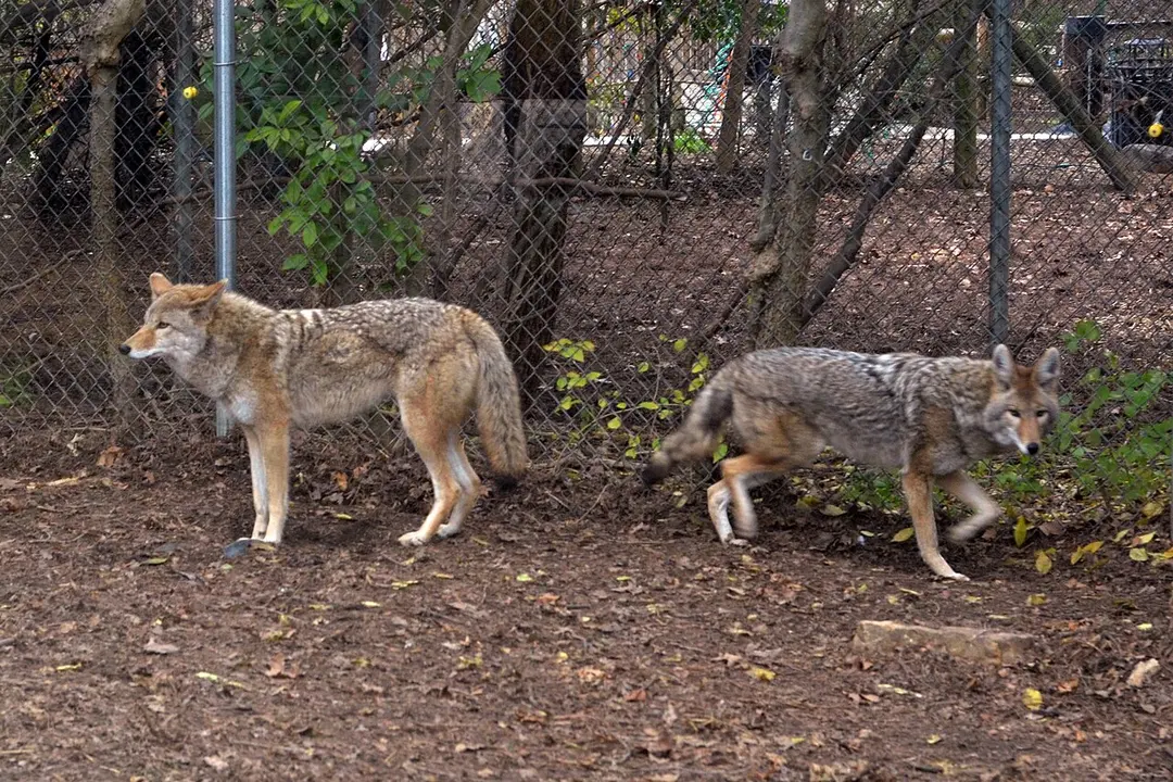 Chattanooga Zoo