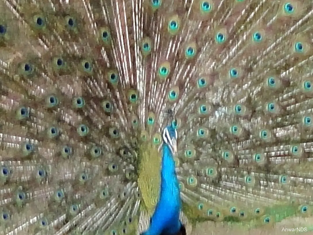 سفاری باغ