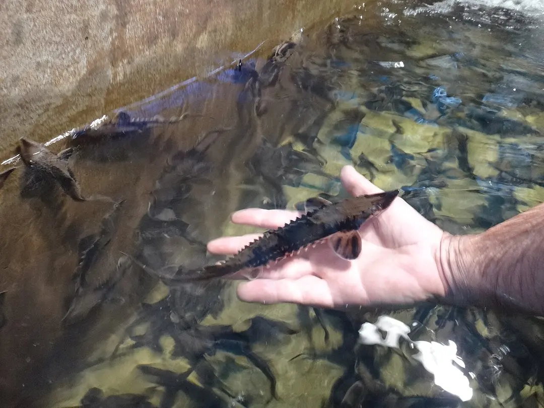 Edenton National Fish Hatchery