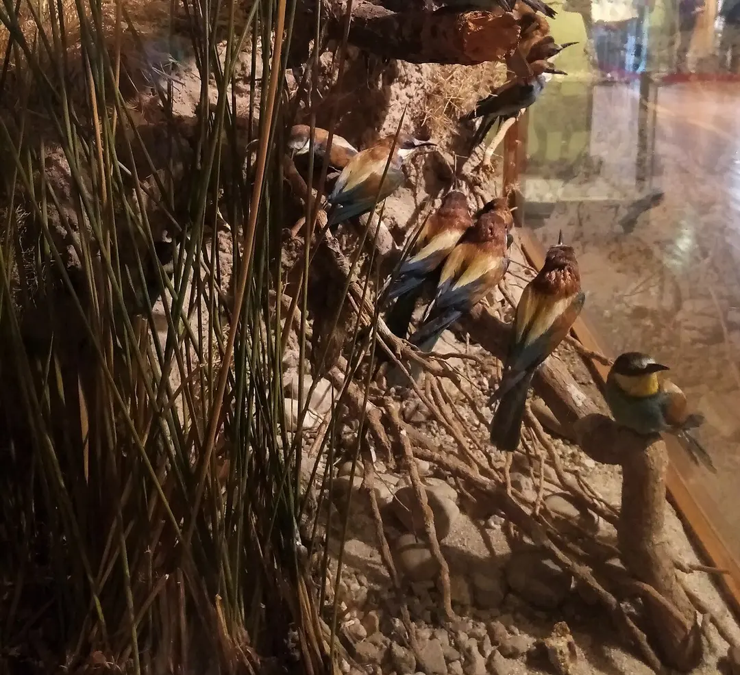 Museo Nacional de Ciencias Naturales