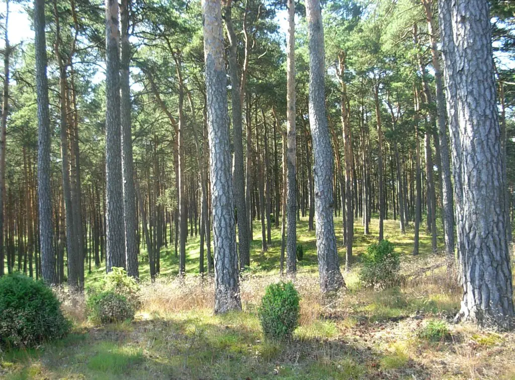 Rezerwat Łażyn