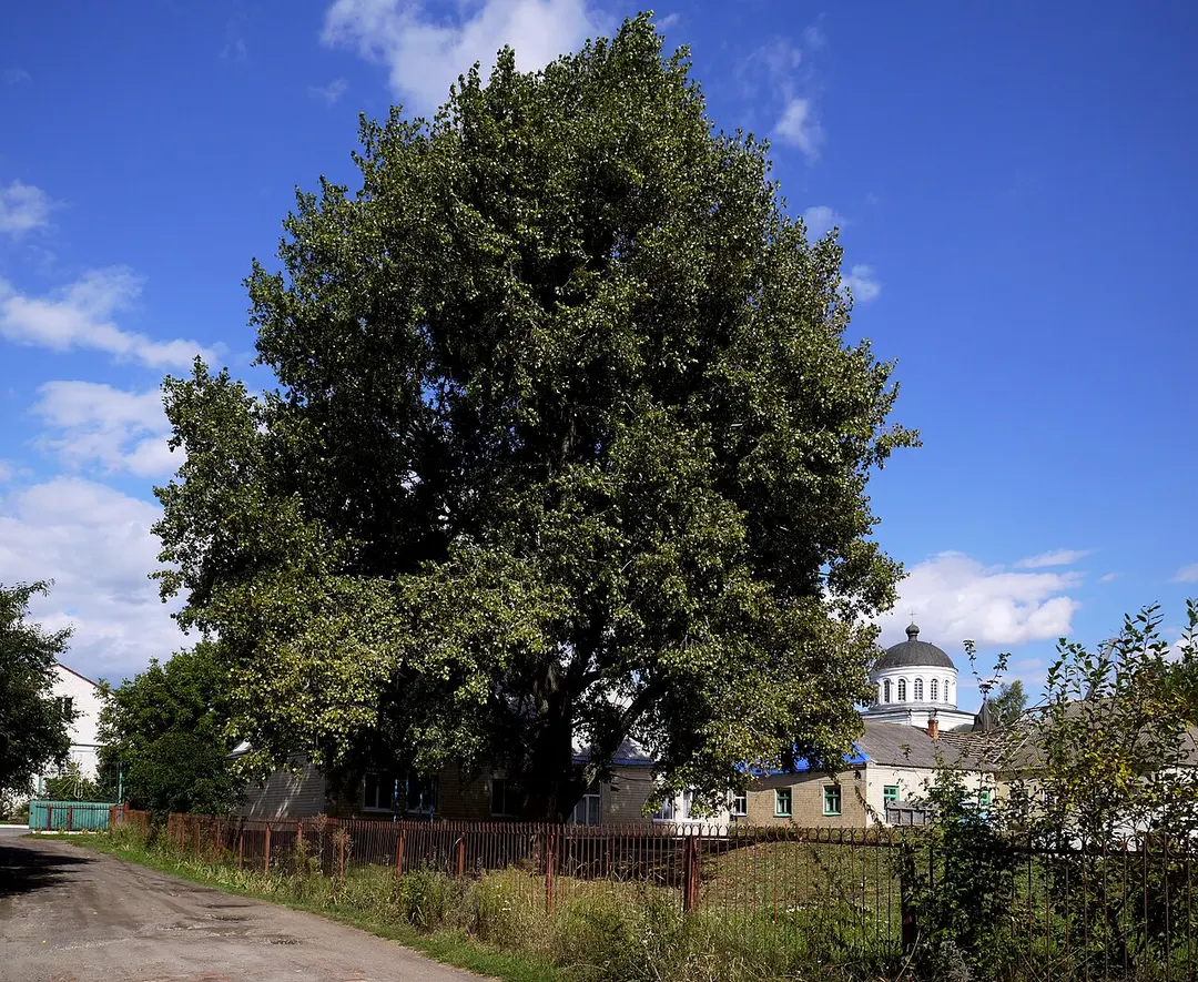 Holy Trinity convent in Nemyriv
