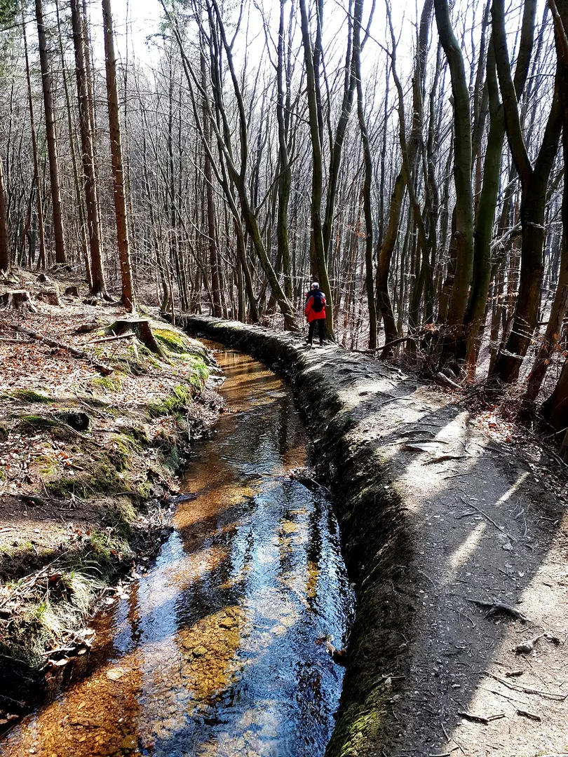 Laubwald am Hasselbachgraben