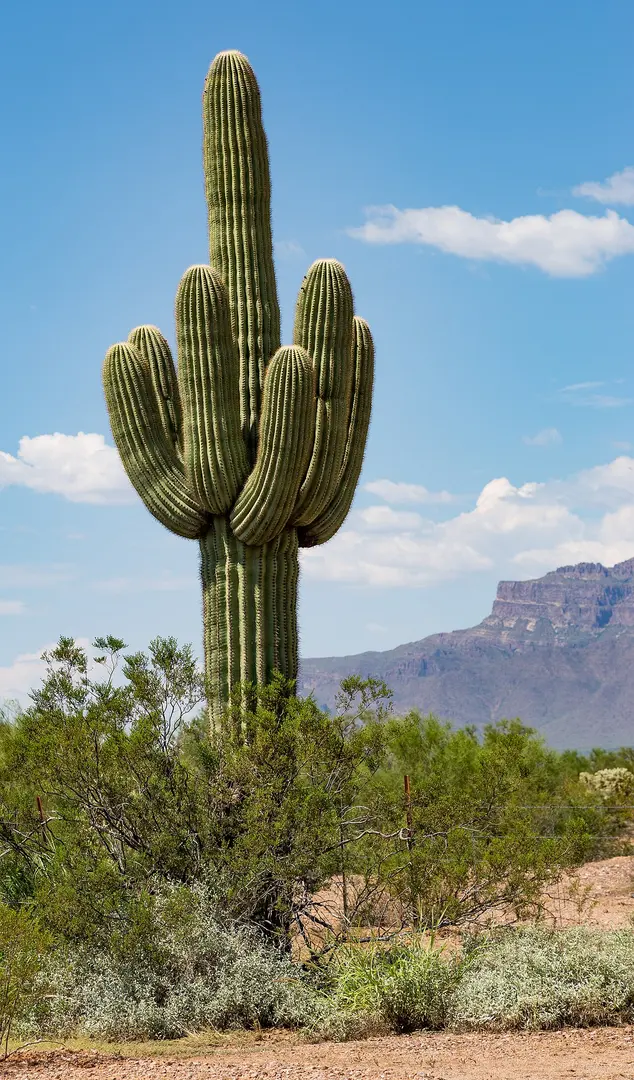 Saguaro Wilderness