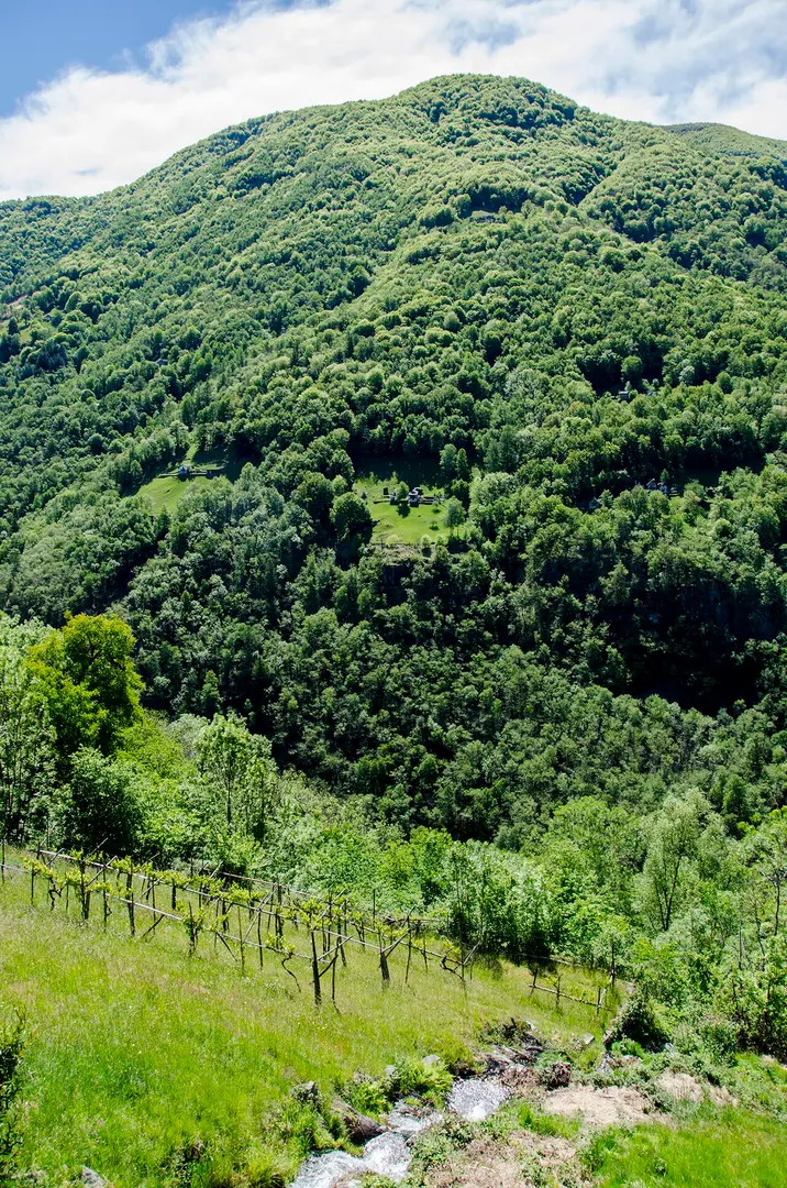 Corona dei Pinci