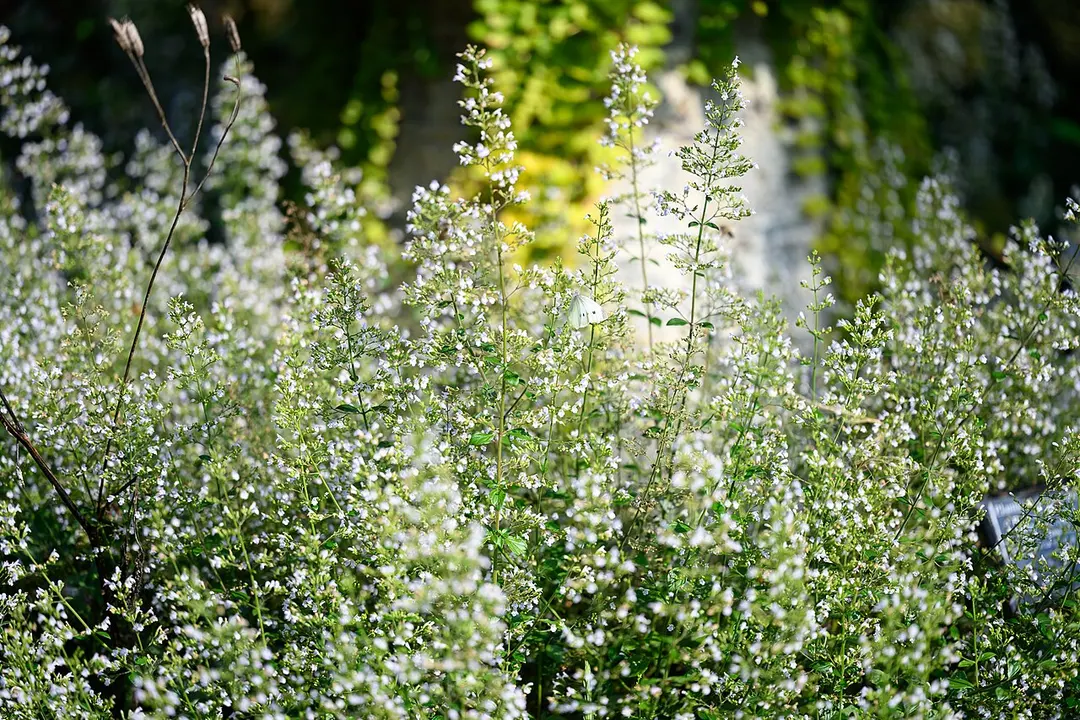 Green Bay Botanical Garden