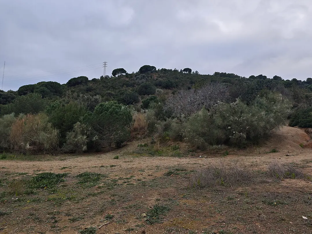 Turó d'en Sariol