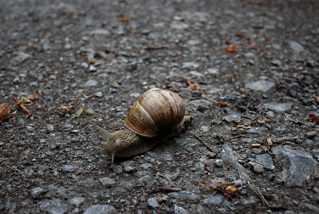 Geisterholz