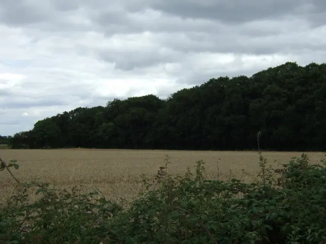 Raveley Wood