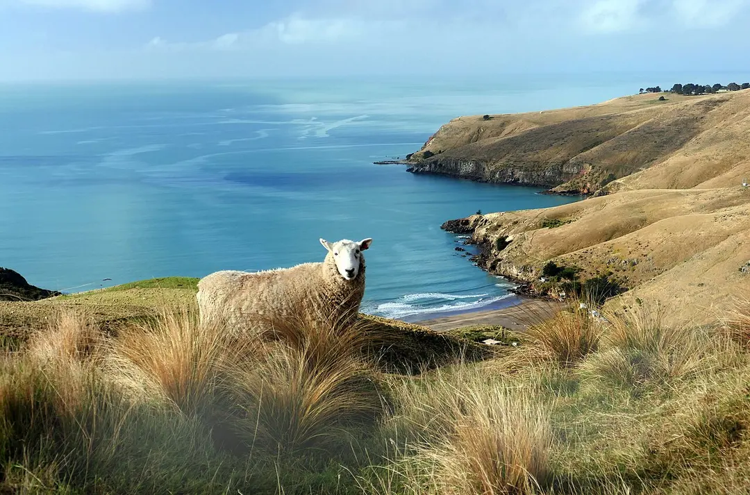 Awaroa / Godley Head