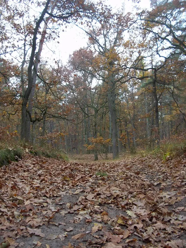 Rezerwat Dziki Ostrów
