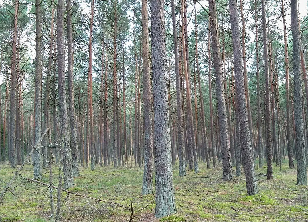 Rezerwat Krwawe Doły