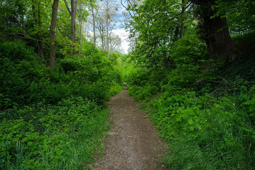 Mayener Grubenfeld