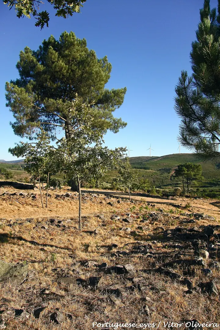 Sabugal Velho