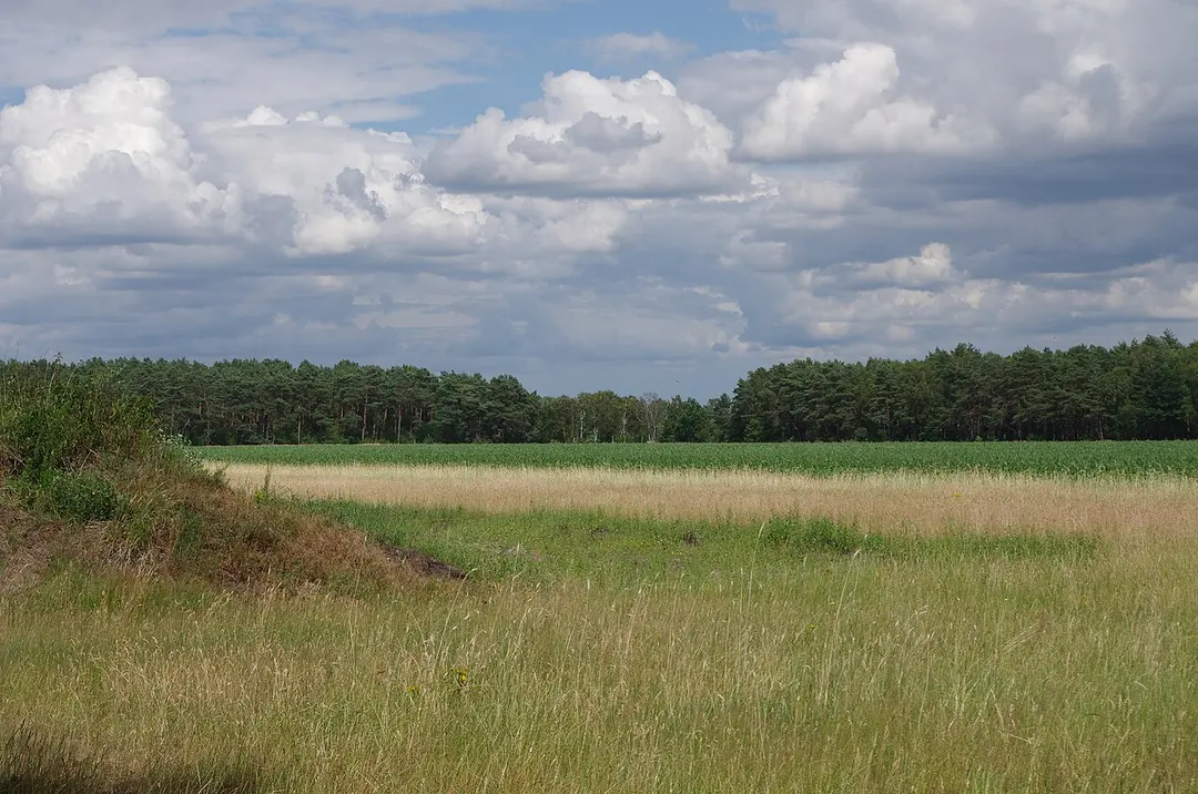 Rodewalder Lichtenheide