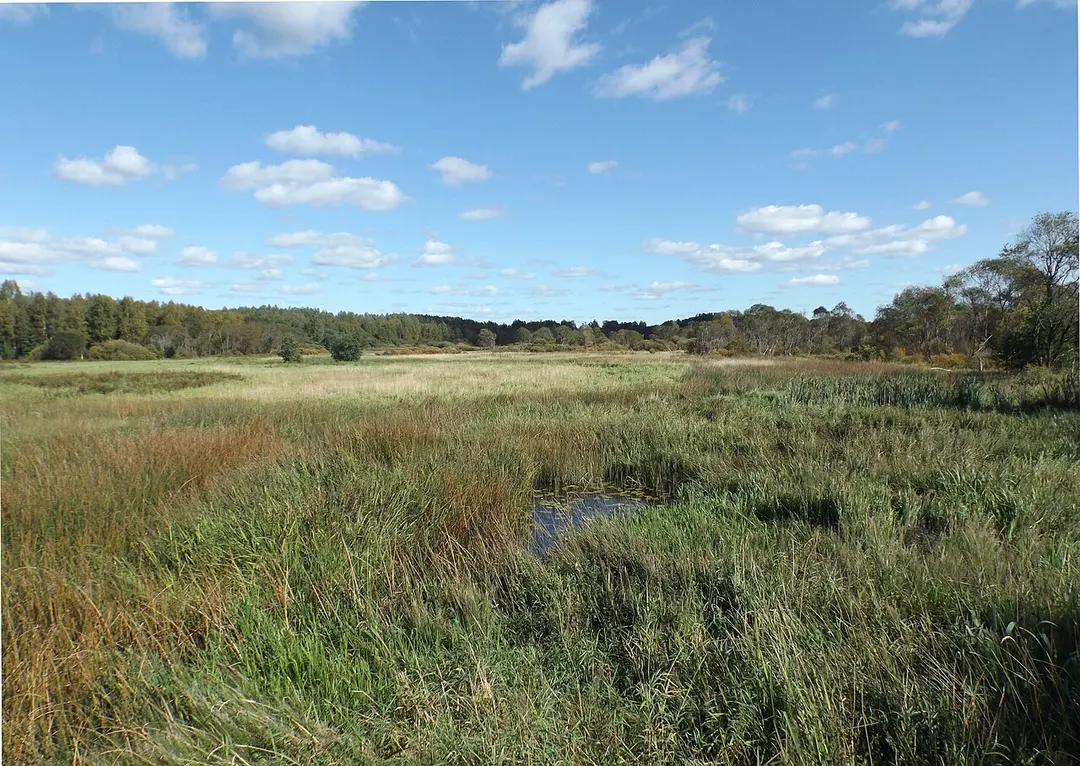 Navesti River