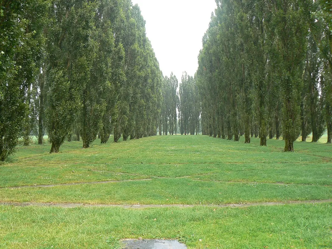 The Green Cathedral