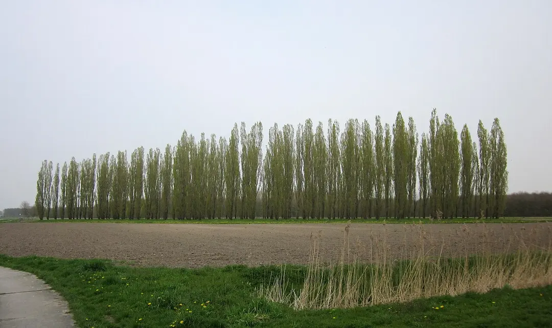 The Green Cathedral