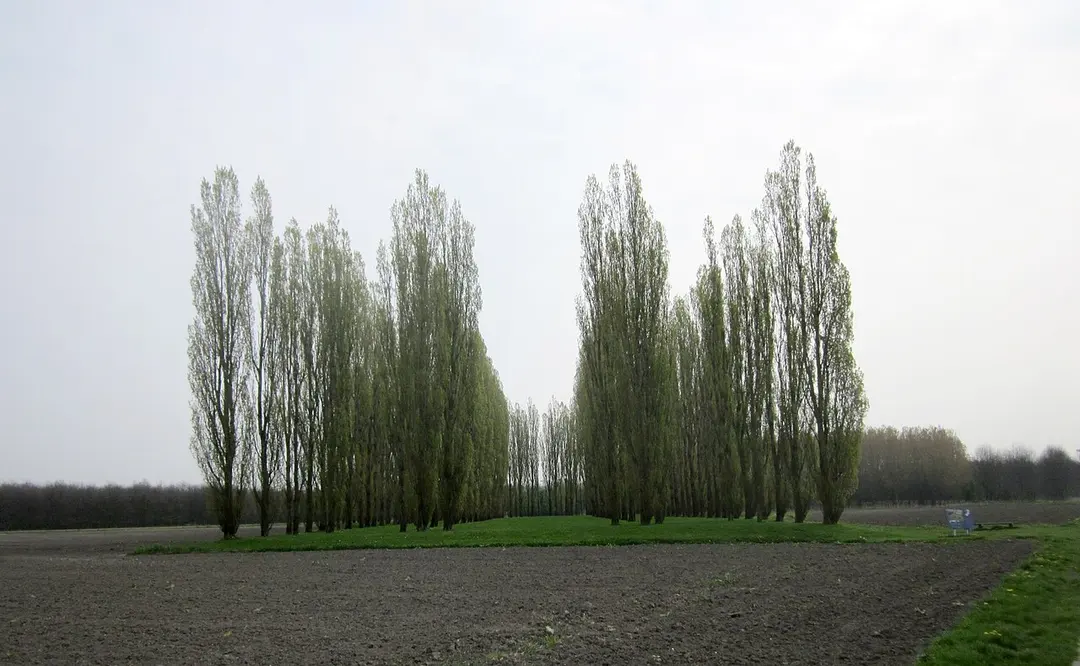 The Green Cathedral