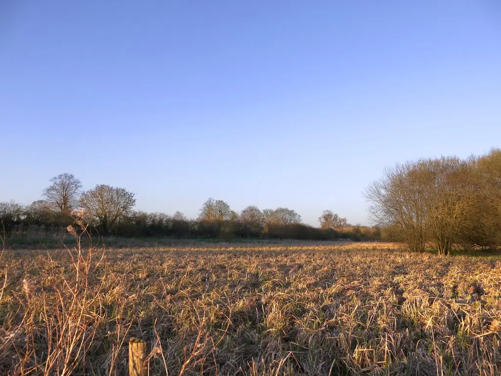 Cholsey Marsh