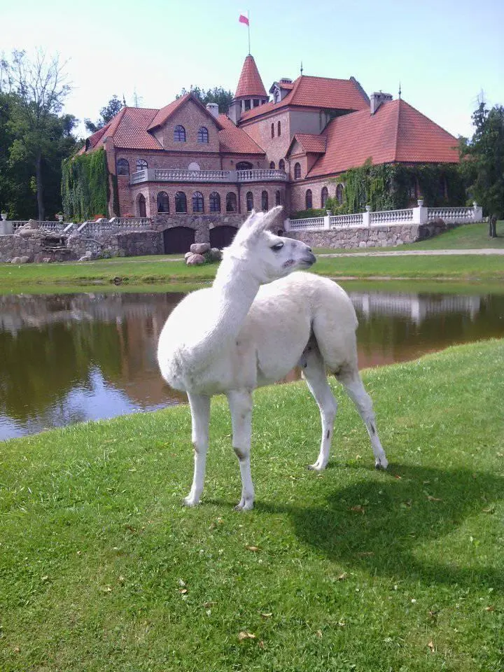 Zamek Gutów