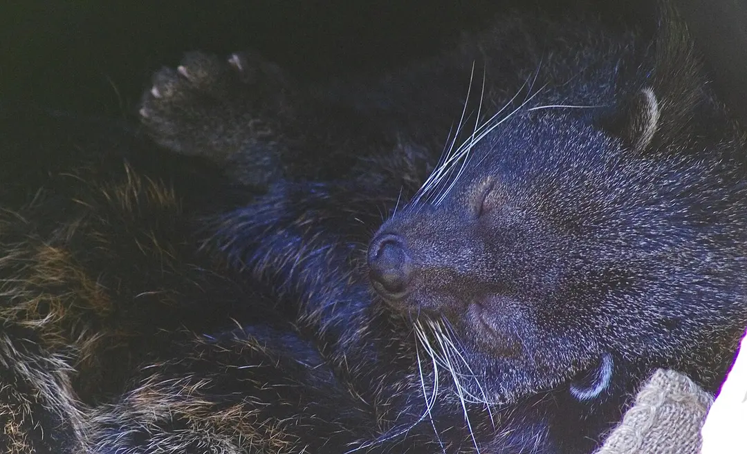 Binturongs