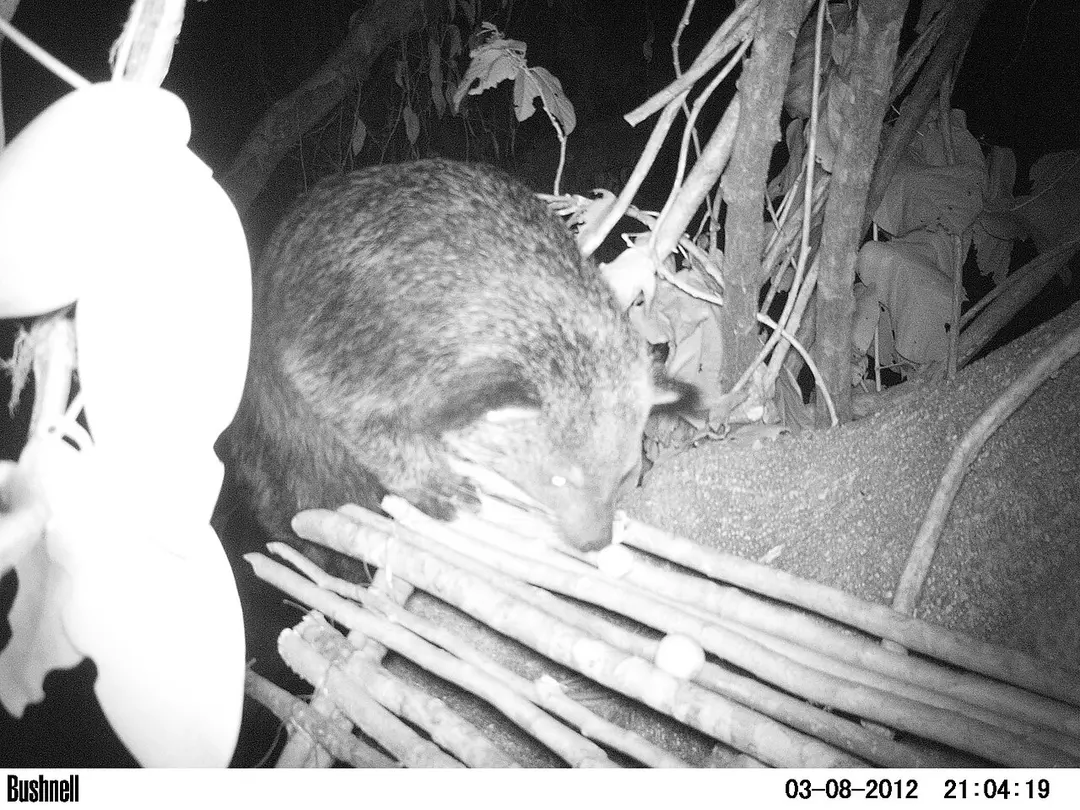 Binturongs
